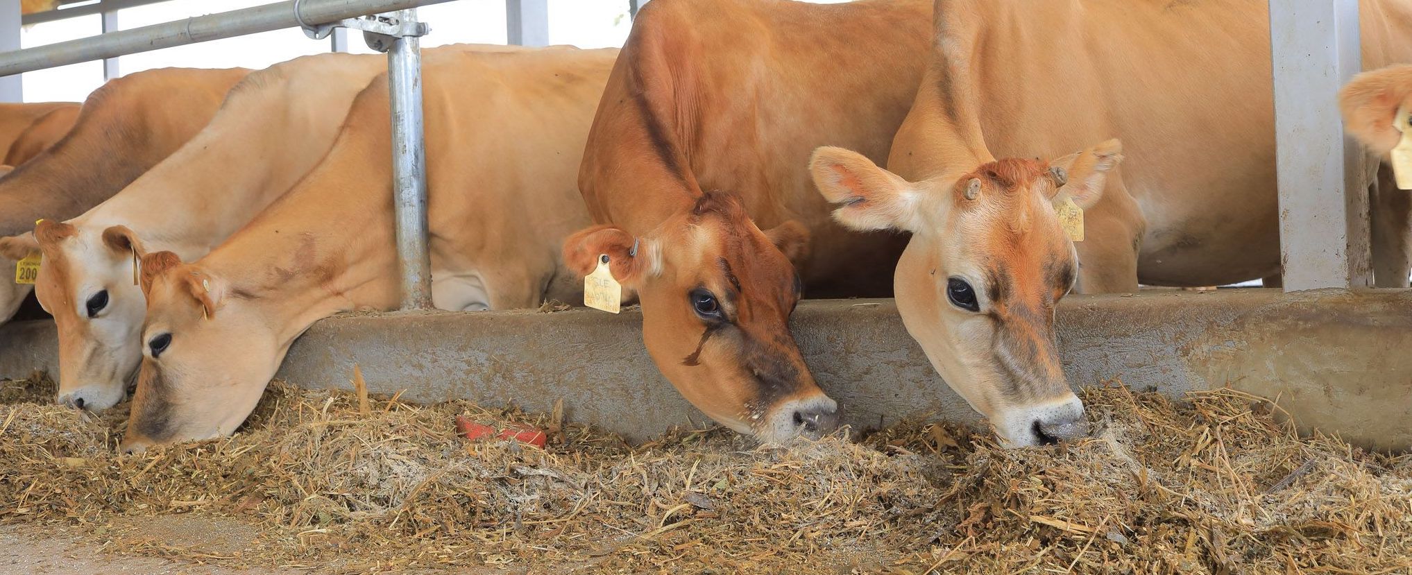 Analysis of Uganda’s New Animal Feeds Act, 2023