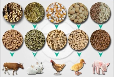 Analysis of Uganda’s New Animal Feeds Act, 2023